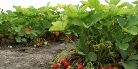 Polica sa jagodama (polka)